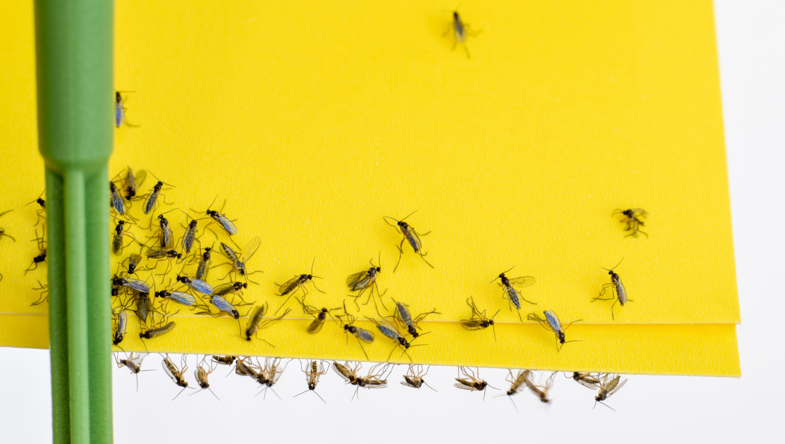 Comment se débarrasser des moucherons efficacement